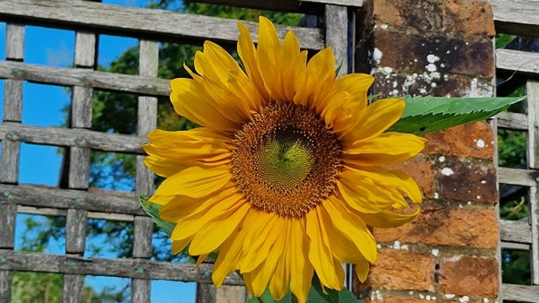 A bright yellow sunflower against the pergola wall of Mompesson House, Wiltshire